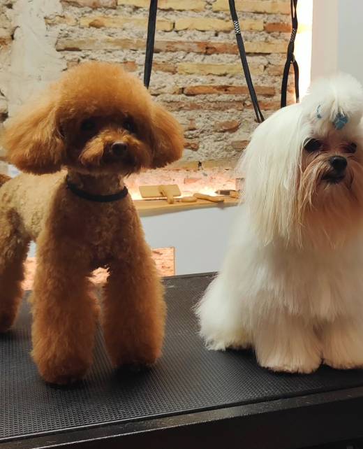 469176211_545833718241110_8397883555469612578_n